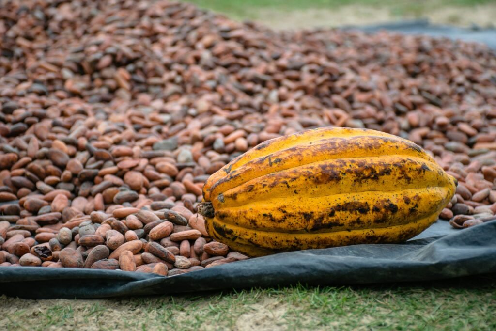 A detailed image of a cacao pod and beans drying outdoors in a Colombian plantation.