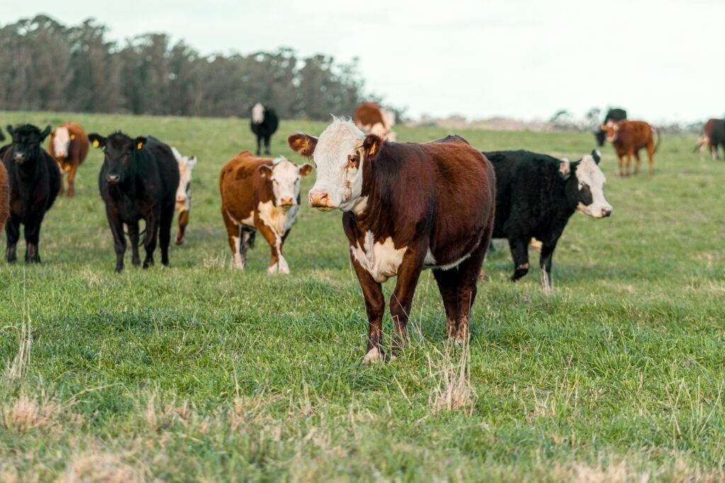 A herd of cows grazing peacefully in a lush green pasture under a clear sky.