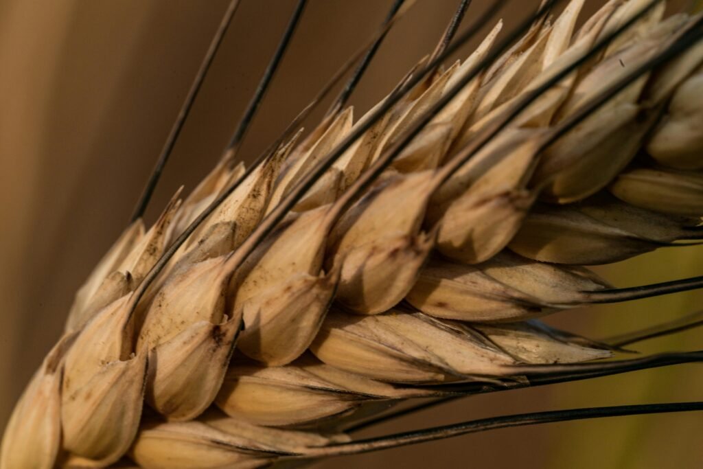 Detailed close-up of a barley ear in an agricultural field in Galanta, Slovakia.