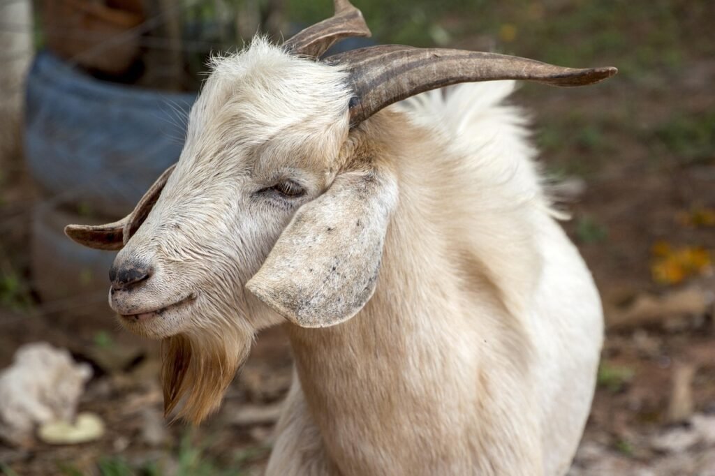 goat, farm, mammal, nature, horns, animal