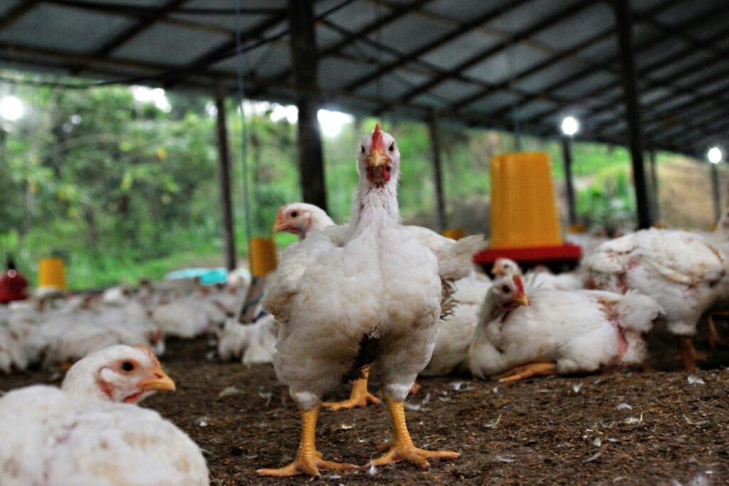 Chickens in a rustic henhouse in Ecuador, showcasing poultry farming conditions.